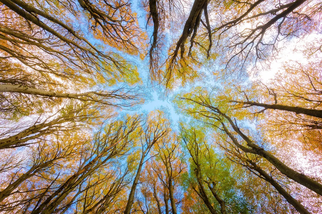 Al otoño y a la primavera