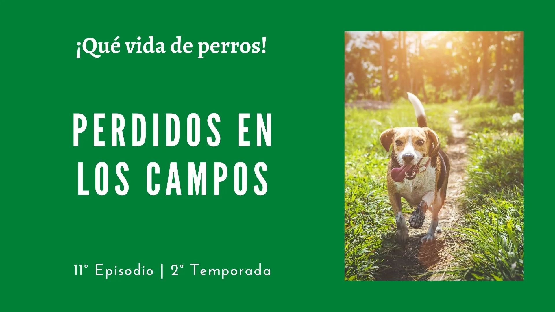 11 | Perdidos en los campos